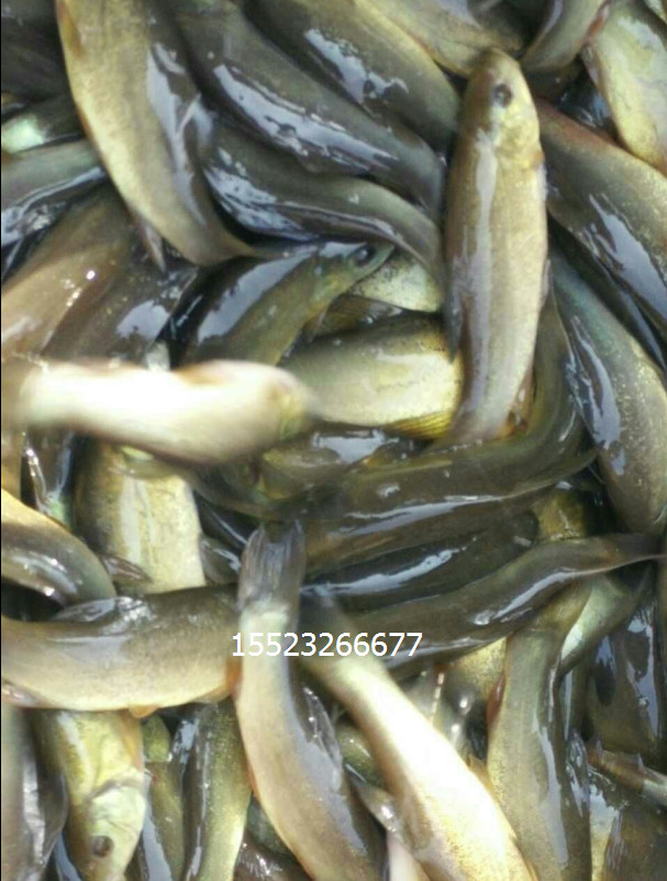 黃顙魚(yú)圖片/黃顙魚(yú)樣板圖 (3)