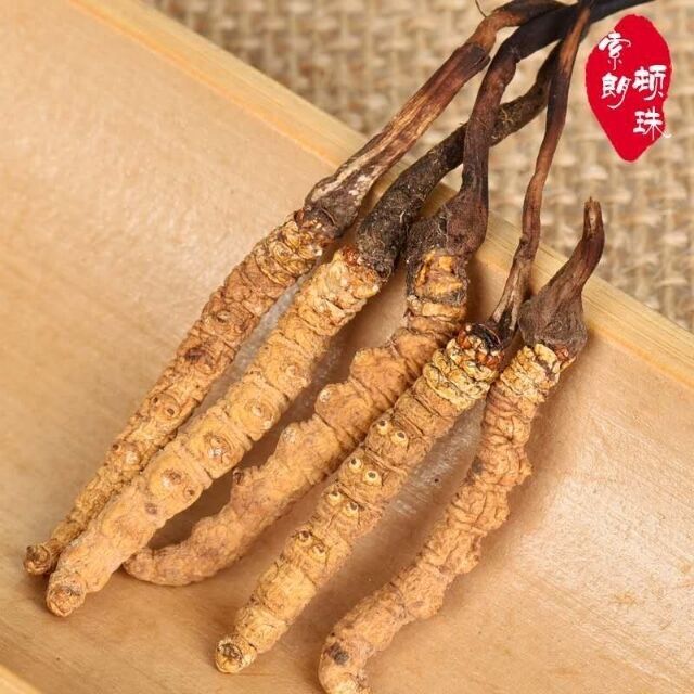 新鮮蟲草的功效圖片/新鮮蟲草的功效樣板圖 (4)