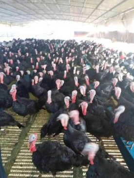 火雞苗活體圖片