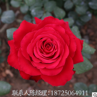 玫瑰花苗圖片/玫瑰花苗樣板圖 (4)
