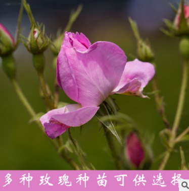 紅玫瑰花苗圖片/紅玫瑰花苗樣板圖 (1)