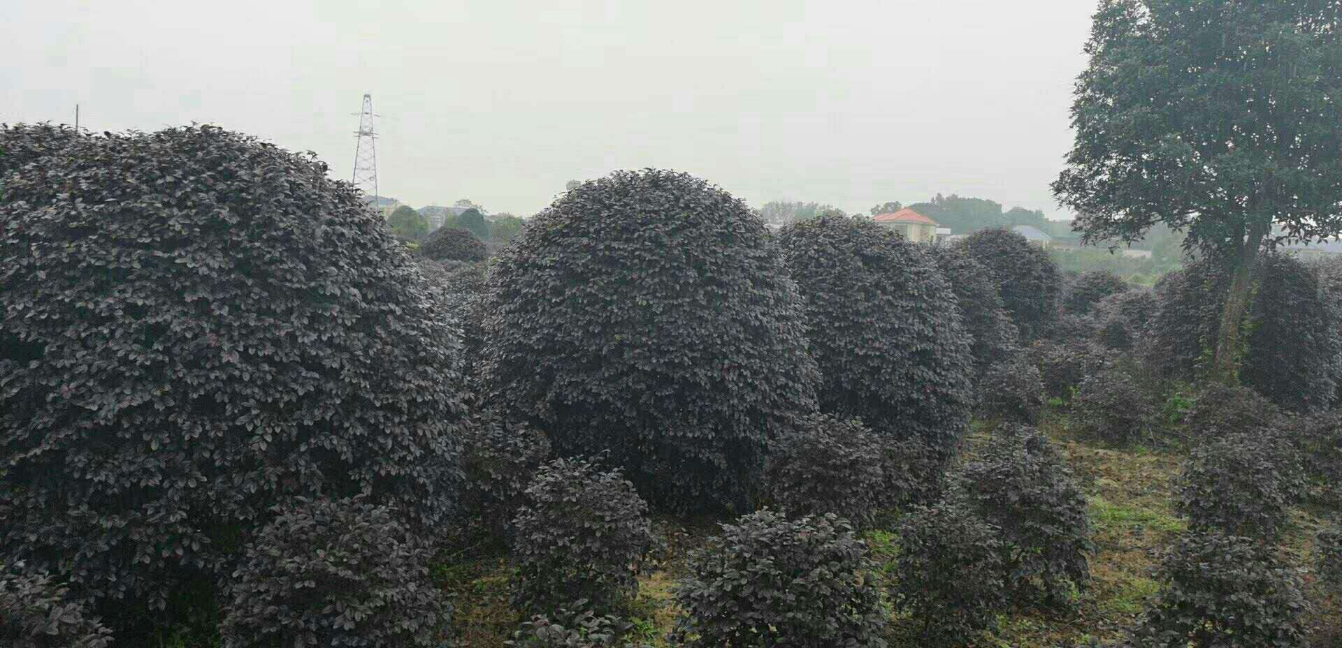 紅繼木苗，湖南郴州紅繼木苗種植基地，湖南郴州紅繼木苗供應(yīng)商，湖南郴州紅繼木苗批發(fā)價(jià)