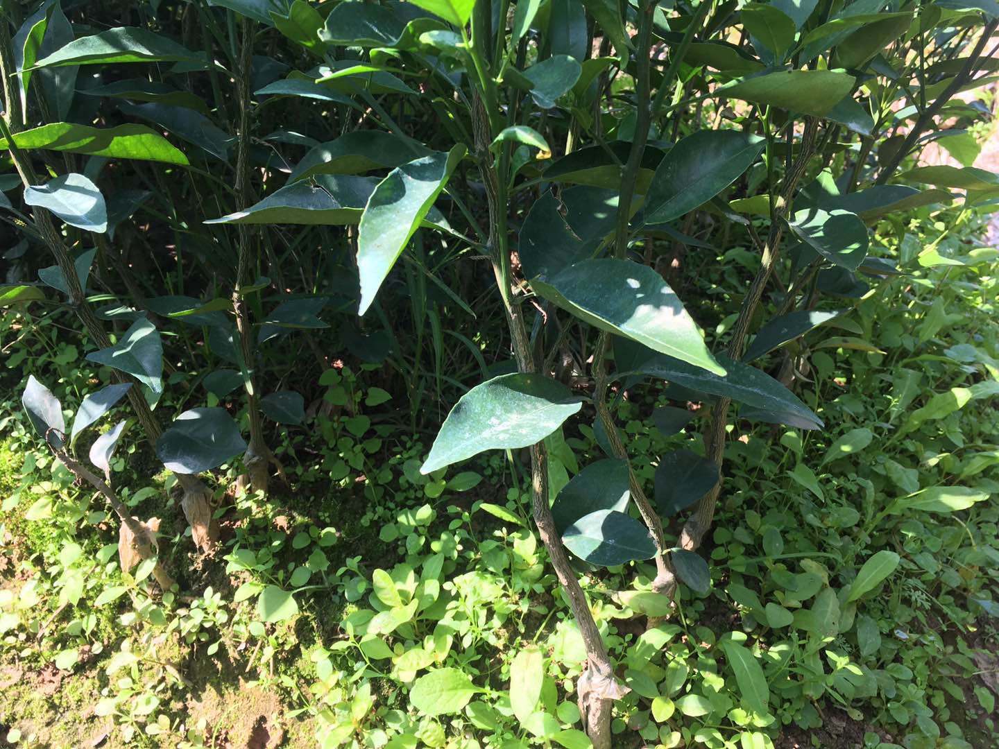 广西香橙头沃柑苗价格|广西香橙头沃柑苗供应|广西香橙头沃柑苗多少钱|广西香橙头沃柑苗哪里有