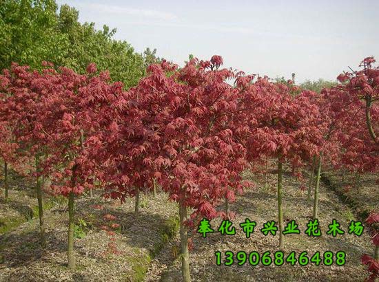 紅楓圖片/紅楓樣板圖 (2)