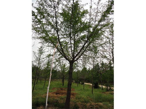 接銀杏樹圖片/接銀杏樹樣板圖 (3)