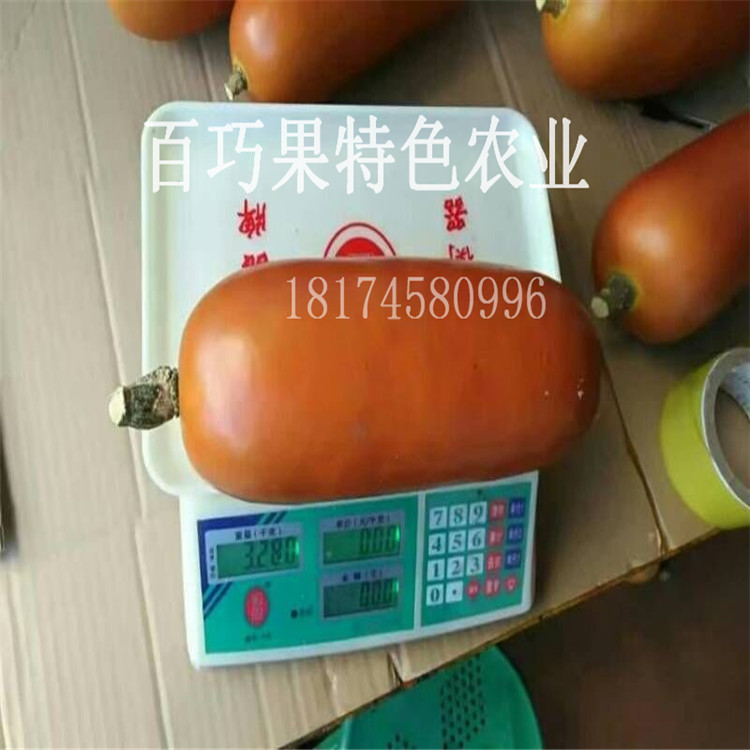 奇瓜異果香如蜜種植致富項目