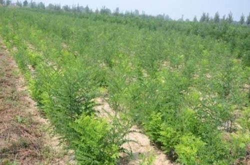 雙季槐苗，雙季槐苗價格，雙季槐苗批發(fā)，批發(fā)雙季槐苗