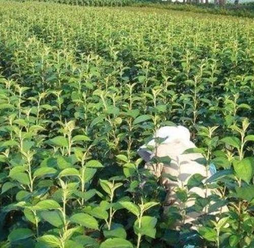 杜梨苗圖片/杜梨苗樣板圖 (3)