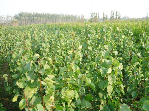 杏樹苗圖片/杏樹苗樣板圖 (2)