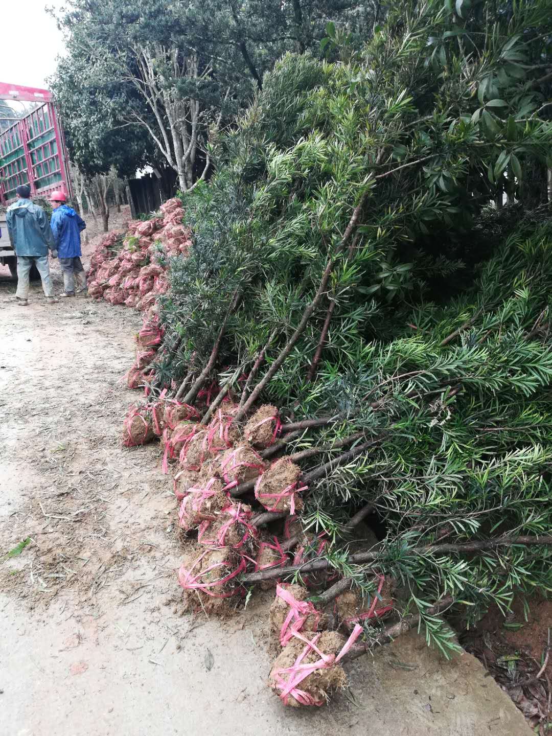 羅漢松小苗圖片