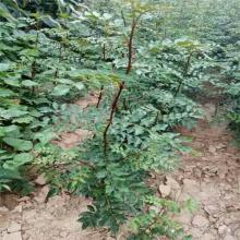 花椒苗圖片/花椒苗樣板圖 (2)