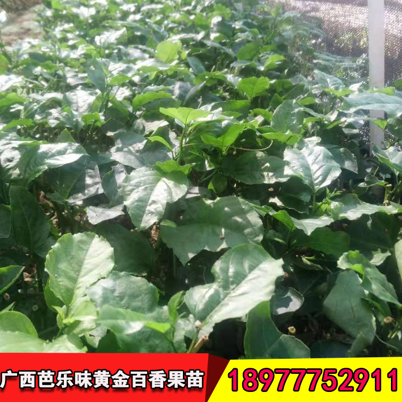百香果苗圖片/百香果苗樣板圖 (3)