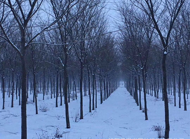 櫸樹圖片/櫸樹樣板圖 (4)