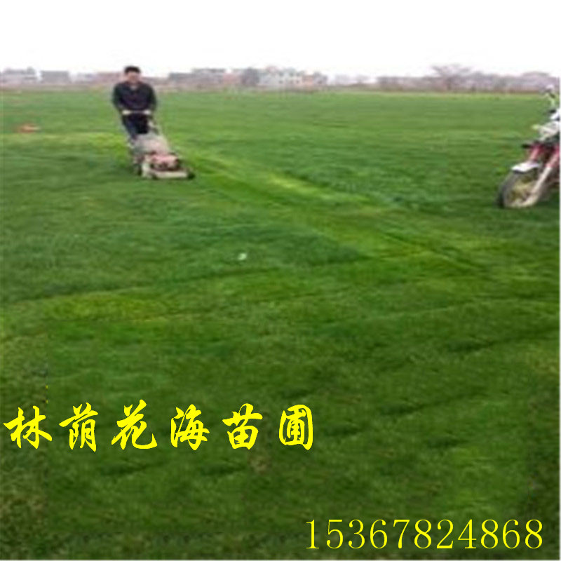 馬尼拉草坪圖片/馬尼拉草坪樣板圖 (2)