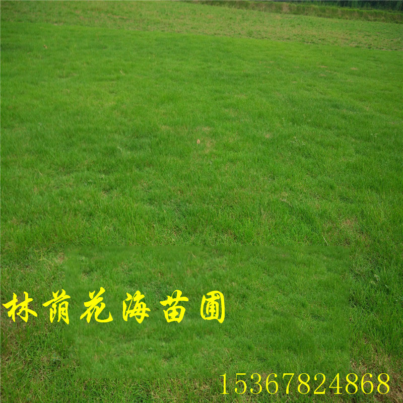 馬尼拉草坪圖片/馬尼拉草坪樣板圖 (1)