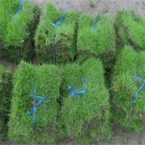 广东马尼拉草供应商\清远马尼拉草坪\广州利远草皮基地\批发马尼拉草坪图片