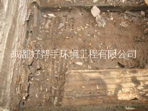 峨眉山圖片/峨眉山樣板圖 (2)