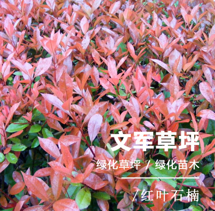 红叶石楠球，红叶石楠球报价，红叶石楠种植基地，红叶石楠球基地直销，红叶石楠球基地，江苏红叶石楠球，江苏红叶石楠球批发图片