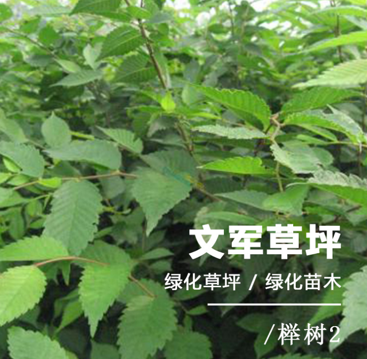 櫸樹(shù)苗，櫸樹(shù)苗報(bào)價(jià)，櫸樹(shù)苗木基地，櫸樹(shù)苗種植基地，櫸樹(shù)苗基地直銷，江蘇櫸樹(shù)苗，櫸樹(shù)苗供應(yīng)商，櫸樹(shù)苗批發(fā)價(jià)格