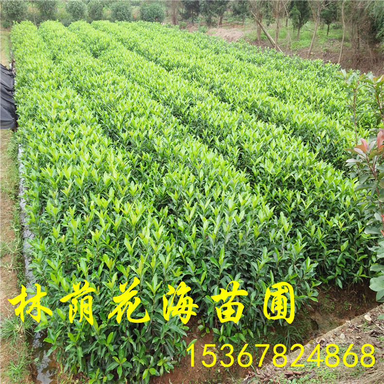 法國冬青 法青苗價圖片/法國冬青 法青苗價樣板圖 (4)