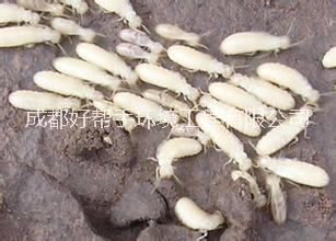 白蟻公司圖片/白蟻公司樣板圖 (4)