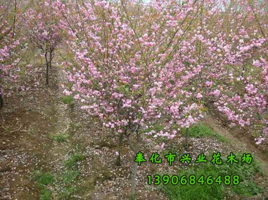 垂絲海棠圖片/垂絲海棠樣板圖 (2)