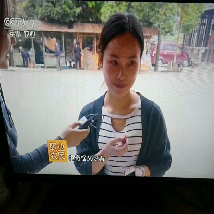 黑老虎圖片/黑老虎樣板圖 (2)