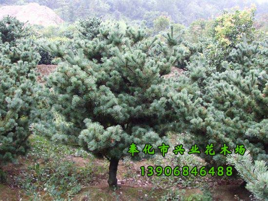 五針?biāo)蓤D片/五針?biāo)蓸影鍒D (1)