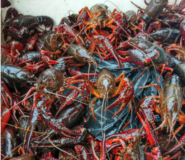 信譽保證圖片/信譽保證樣板圖 (3)