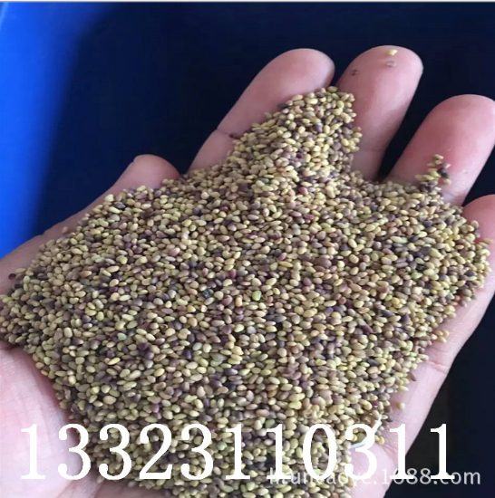 草籽批發(fā) 批發(fā)花卉種子 野花組合花籽 草坪花卉種子銷售 果嶺草籽草種 紅三葉草籽 白三葉草籽午夜草種 午夜草種 草坪籽