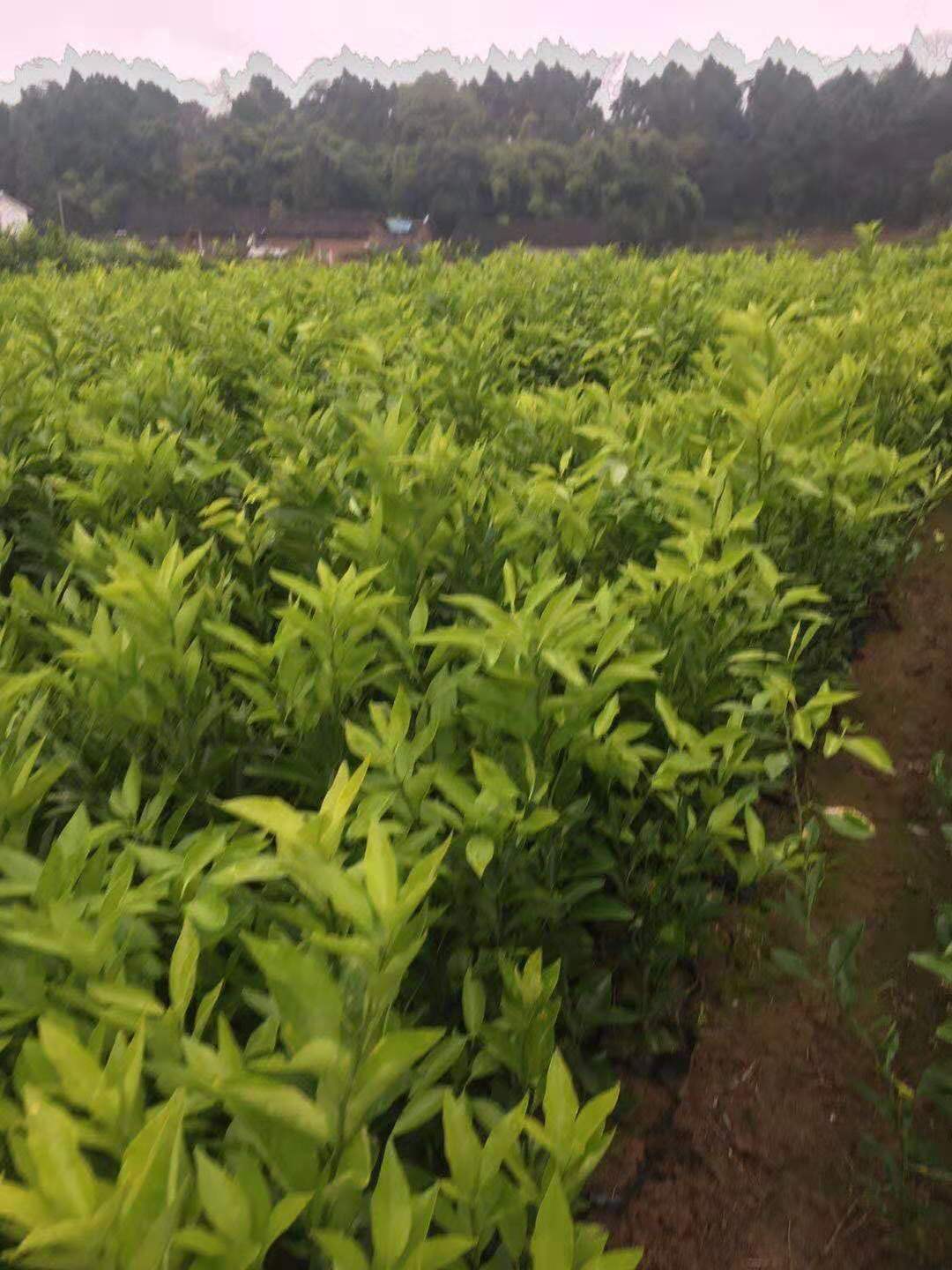 桔子樹(shù)苗 成都橘子苗批發(fā)價(jià)格 丑八怪橘子苗