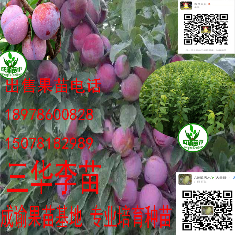 三華李苗木|三華李樹苗|三華李圖片/三華李苗木|三華李樹苗|三華李樣板圖 (3)