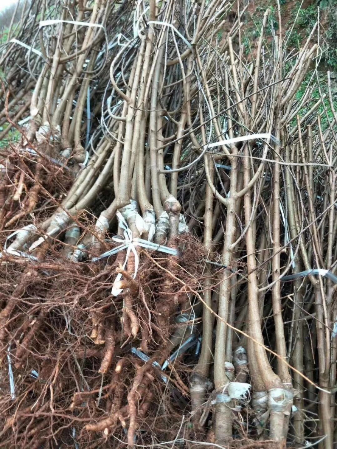 橘子圖片/橘子樣板圖 (4)