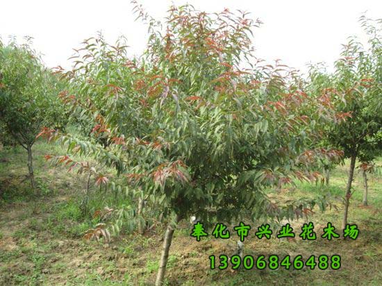 紅葉碧桃圖片/紅葉碧桃樣板圖 (3)