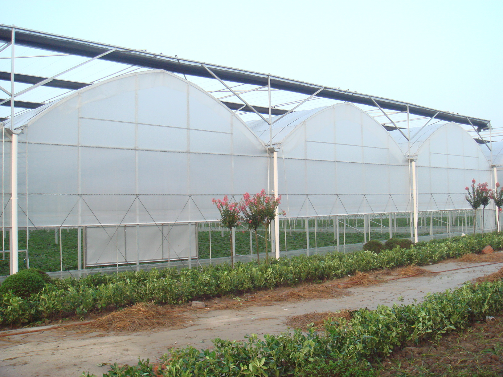 貴貴溫室圖片/貴貴溫室樣板圖 (2)