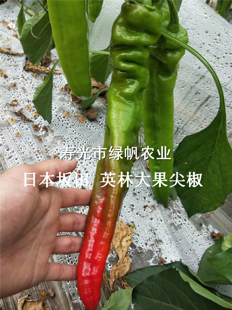尖椒圖片/尖椒樣板圖 (3)