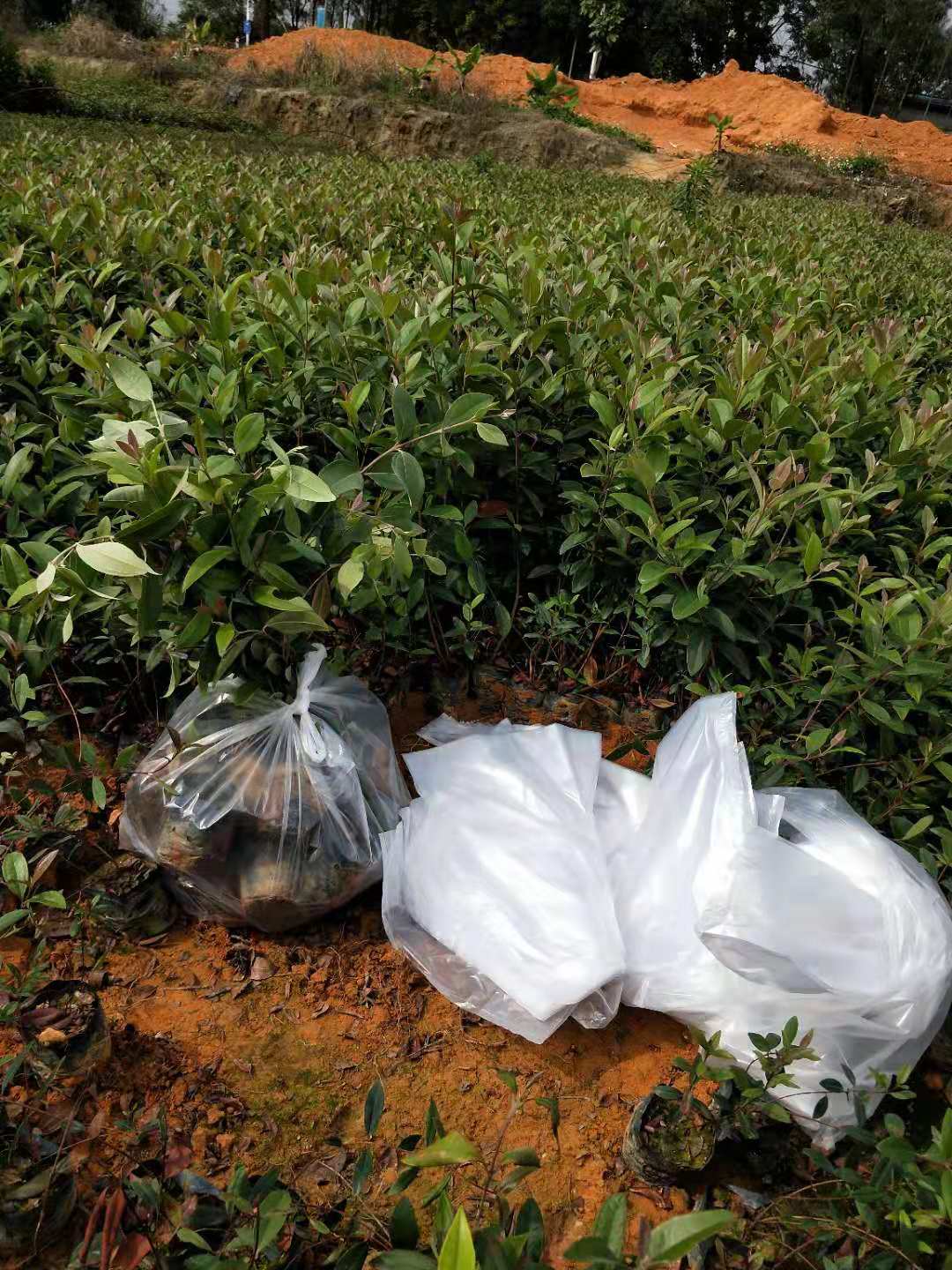 山稔子圖片/山稔子樣板圖 (4)