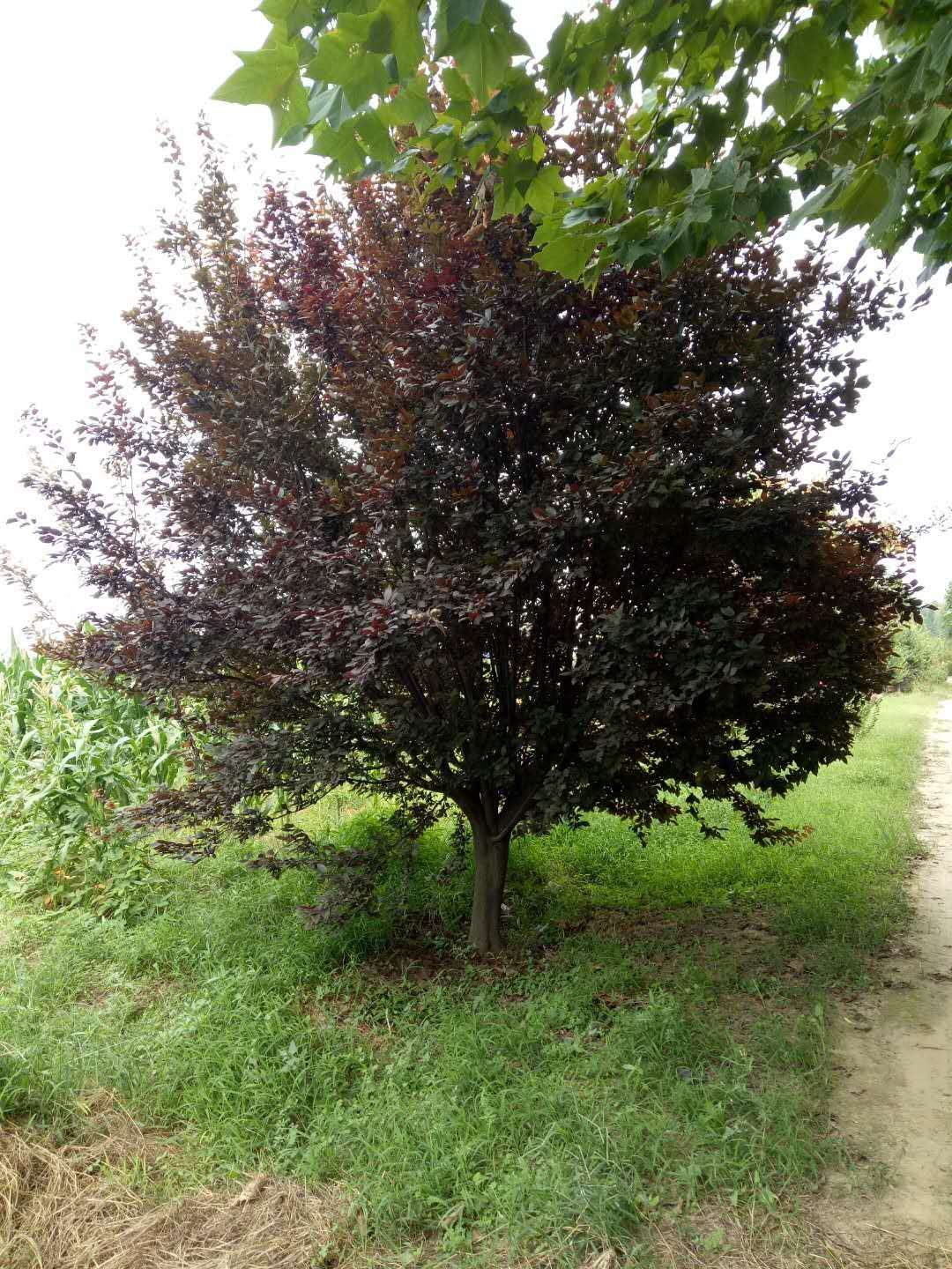 菏澤市紅葉李廠家 紅葉李直銷哪家好