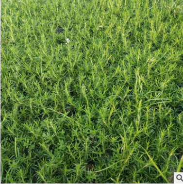 宿根花卉圖片/宿根花卉樣板圖 (2)