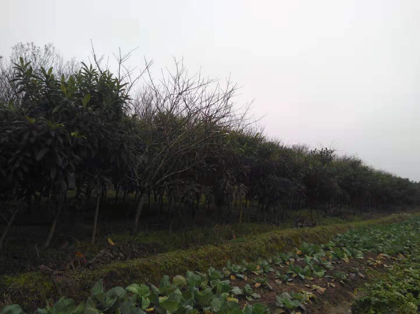 枇杷圖片/枇杷樣板圖 (2)