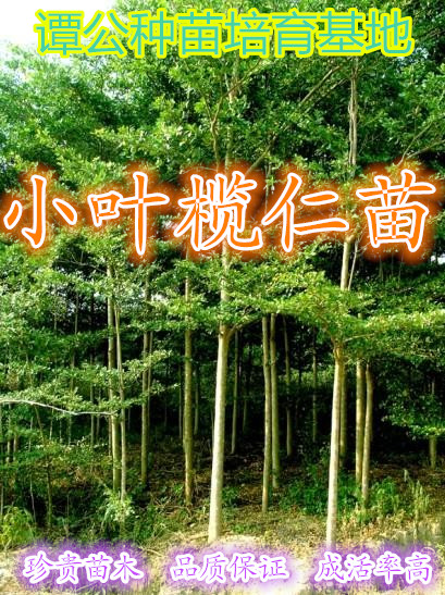 深圳銷售小葉欖仁60-80公分高杯栽小苗 供應(yīng)小葉欖仁胸徑5-10cm假植苗