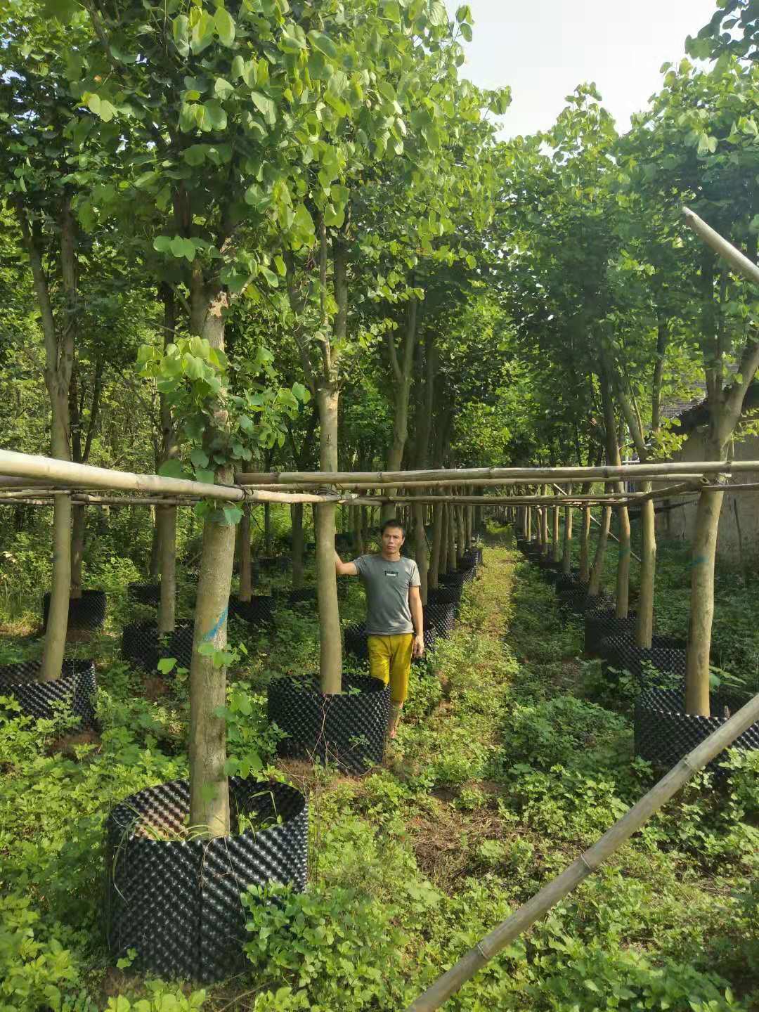 宮粉紫荊圖片/宮粉紫荊樣板圖 (3)