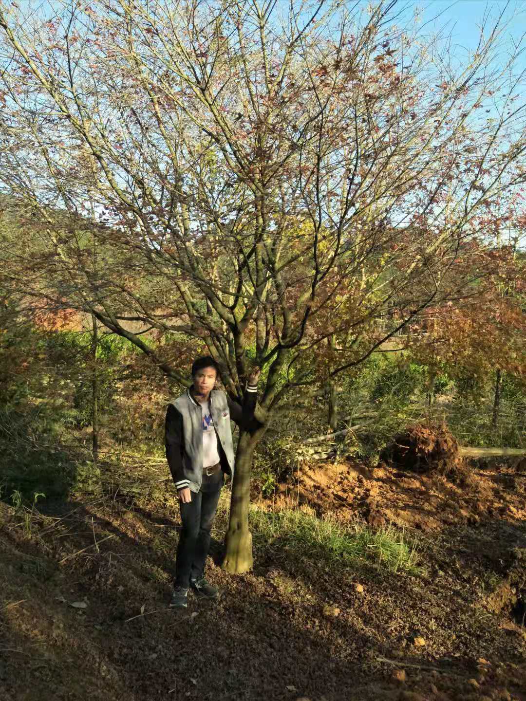 優(yōu)質紅楓批發(fā)/供應 紅楓苗價格 紅楓哪家好