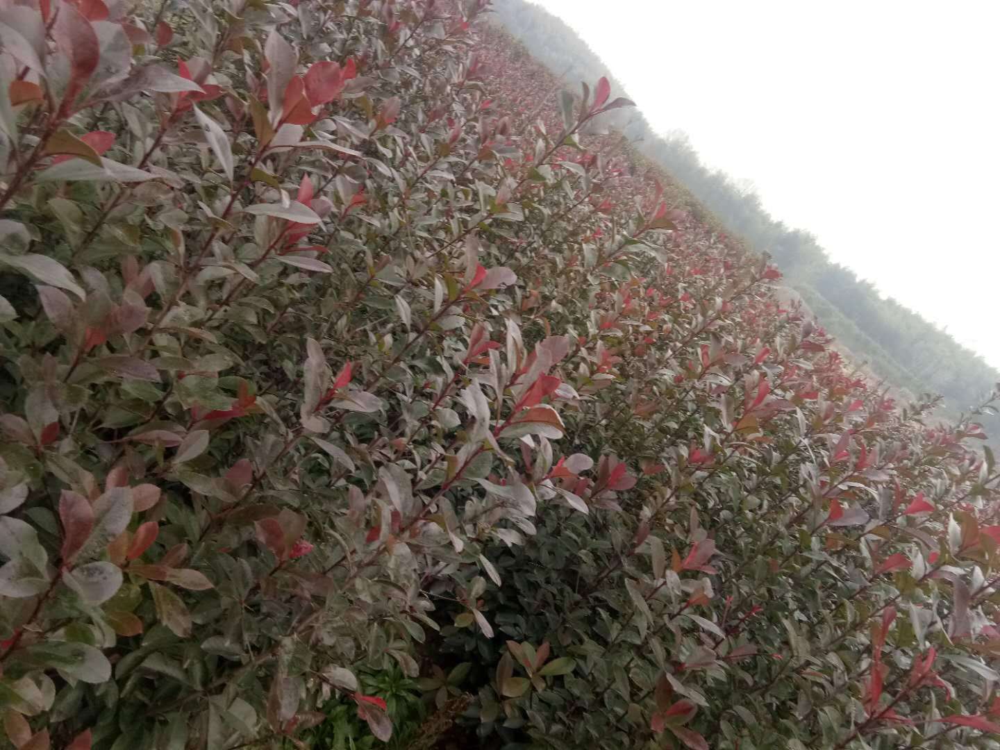 紅葉石楠圖片/紅葉石楠樣板圖 (3)