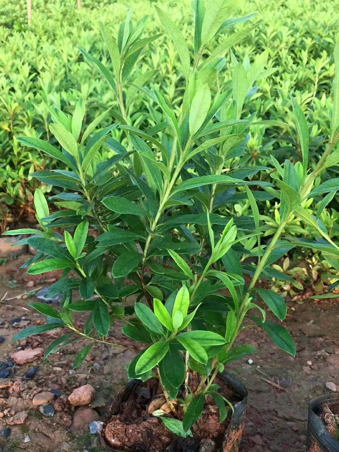 供應云南昆明毛娟苗木基地/廠家批發(fā),昆明毛娟苗圃種植場電話/報價表