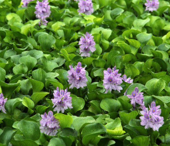 湖北鳳眼藍(lán)圖片/湖北鳳眼藍(lán)樣板圖 (2)