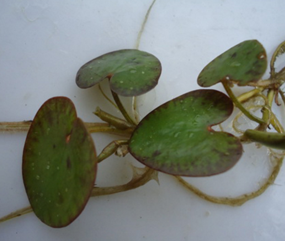 水鱉哪里有圖片