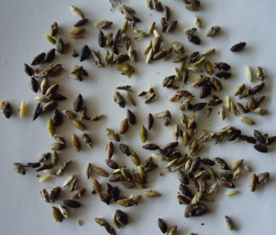 湖北大茨藻種子，批發(fā)，價格，哪家好