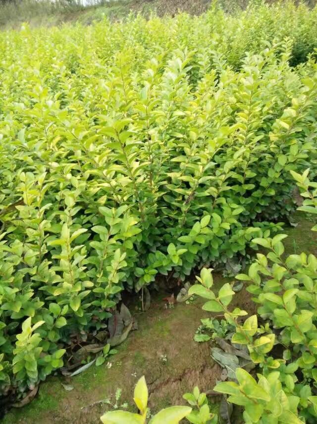 專業(yè)供應綠化占地苗木品種多.價格低