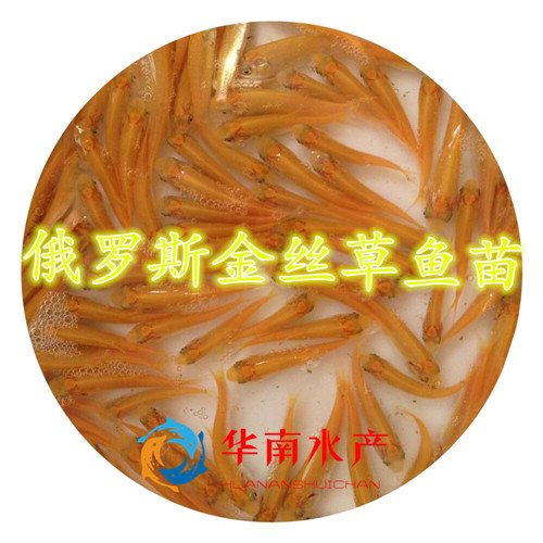俄羅斯金絲草魚苗批發(fā),金草魚苗養(yǎng)殖場,金草魚